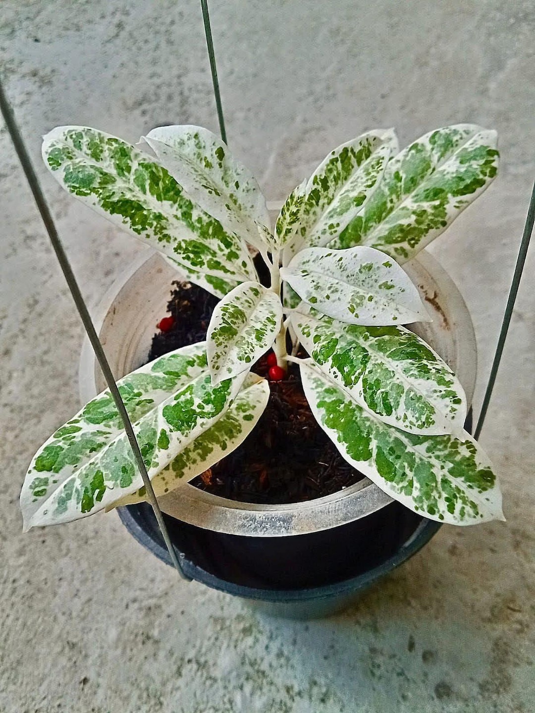 Hoya Multiflora Pandawa Beautiful Rare Plant - Etsy