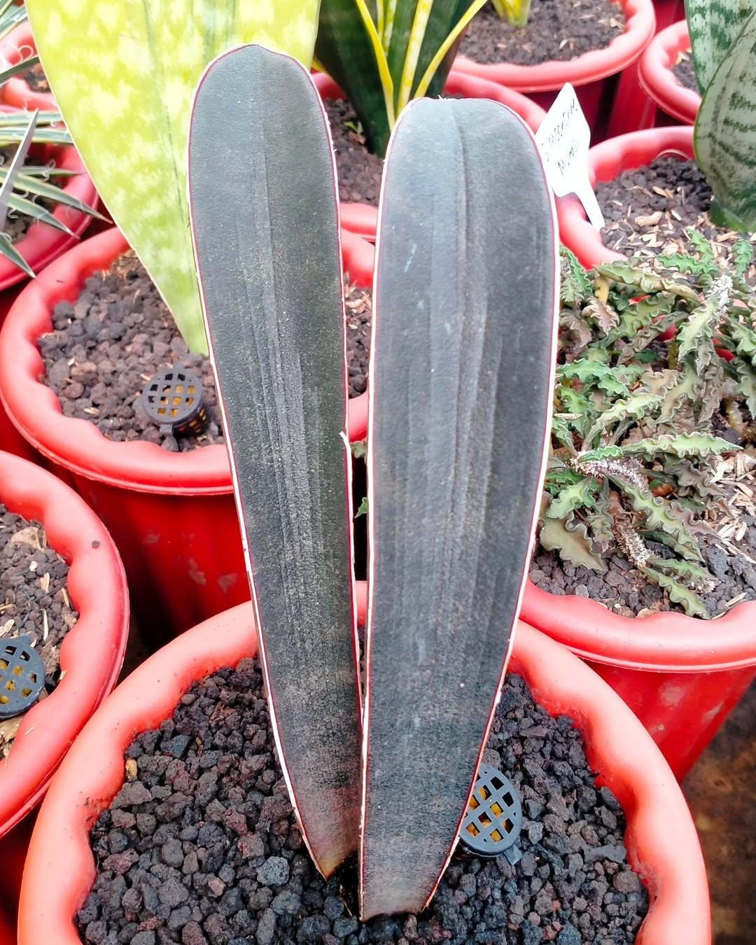 Sansevieria Hallii Dark Pink Bat Rare Uniqe Plant - Etsy