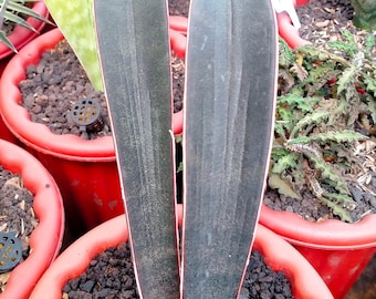 Sansevieria Hallii Murciélago Rosa Oscuro Rara Planta Uniqe