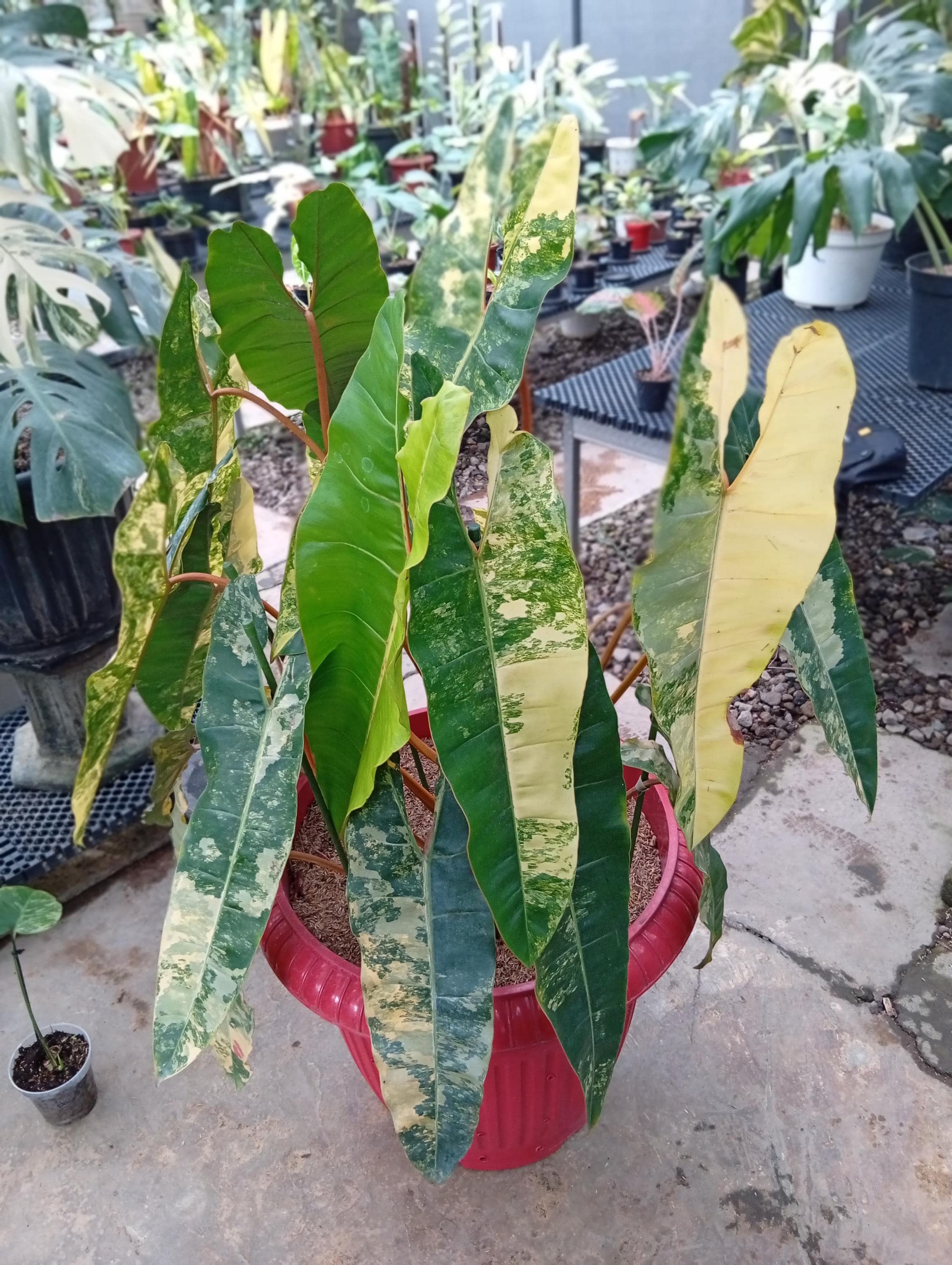 Philodendron billietiae variegated - Etsy 日本