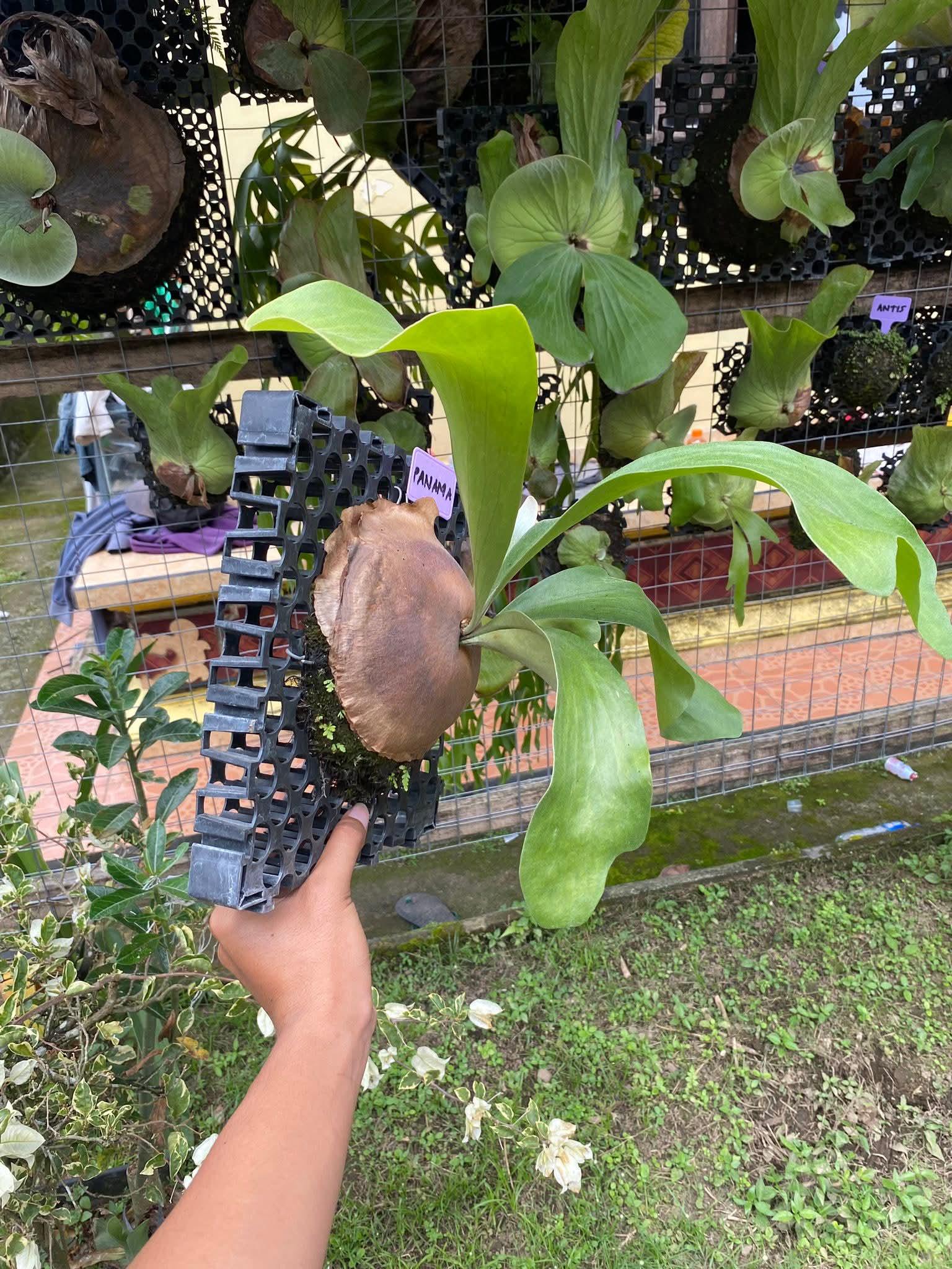 Platycerium Hilli Panama Medium Size Beauty Rare Plant