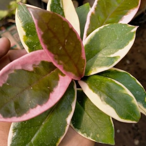 Hoya Carnosa Flamingo Dream Beautiful Plant - Etsy Canada