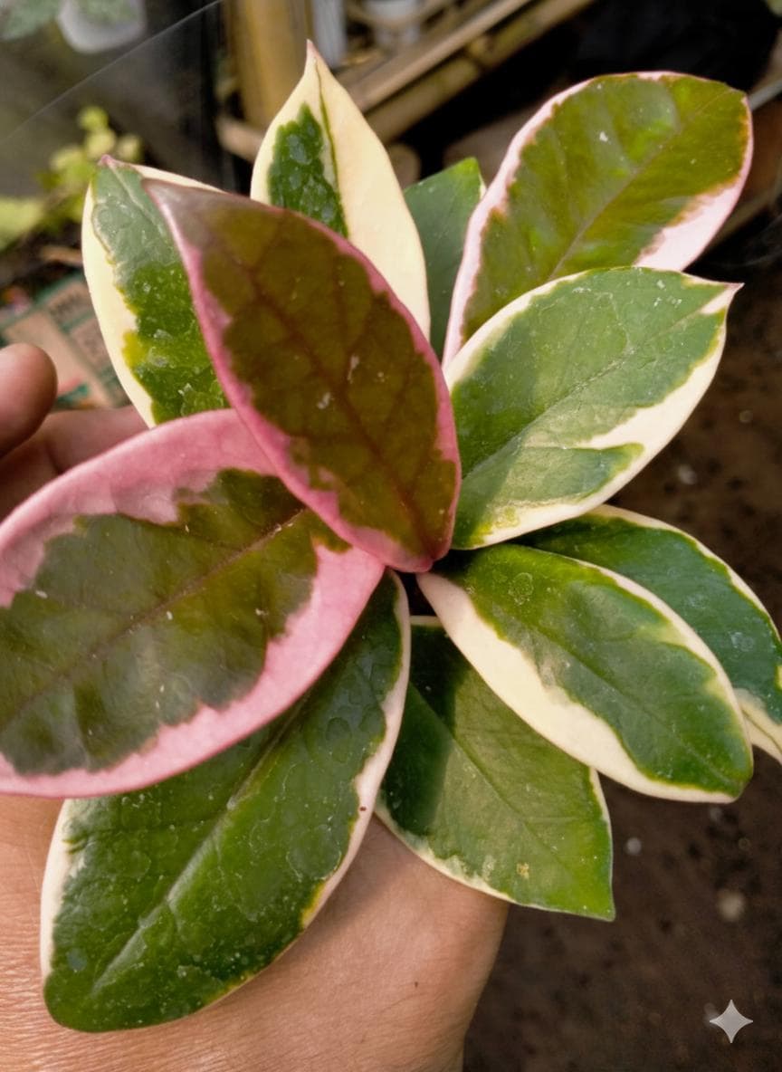 Hoya Carnosa Flamingo Dream Beautiful Plant - Etsy Canada