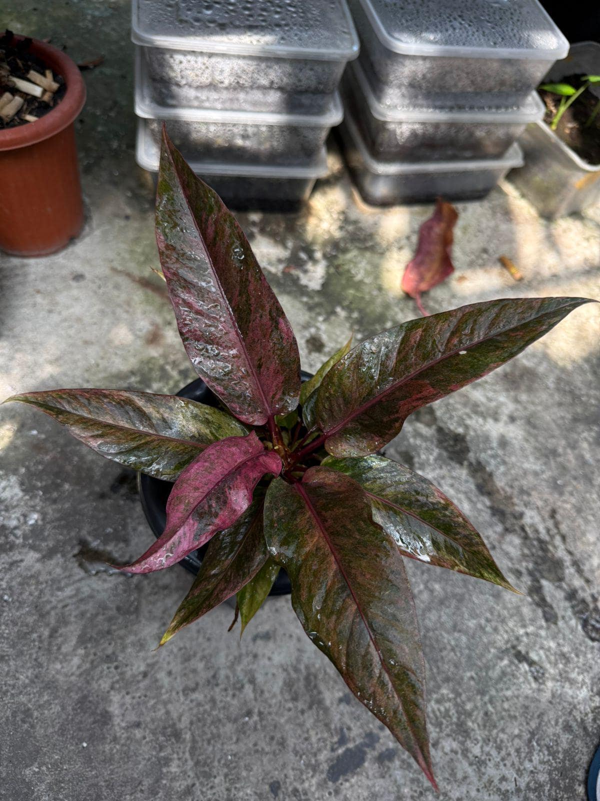 Anthurium Hookeri Pink Variegated Rare Plant - Etsy