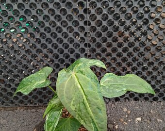 liquid pre emergent herbicide Pendulum AquaCap Herbicide