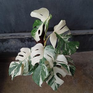 Real Picture Monstera White Tiger Variegated Big Leaves