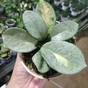 Hoya argentea princess - Etsy 日本