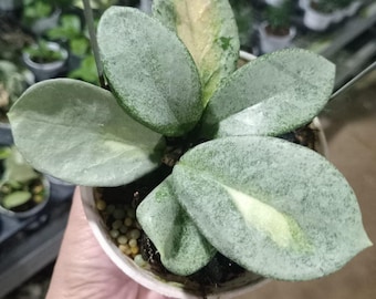 Hoya Carnosa Argentea Princess | Exact Plant | Inner Variegation