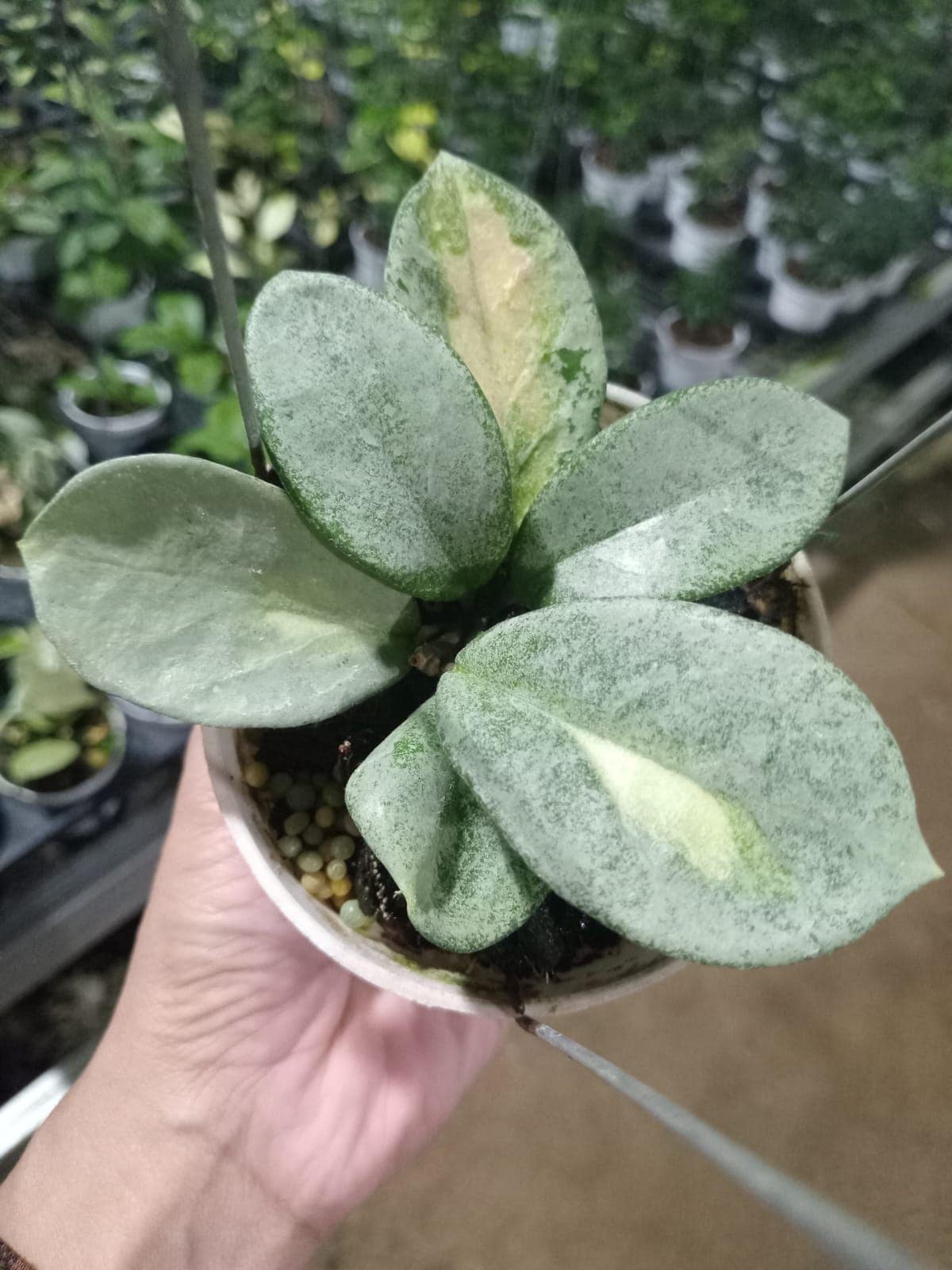 Hoya argentea princess - Etsy 日本