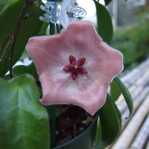 Hoya patella - Etsy 日本