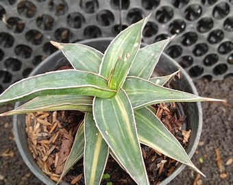 Sansevieria Roxburghiana Variegated Rare Uniqe Snake Plant - Etsy Canada