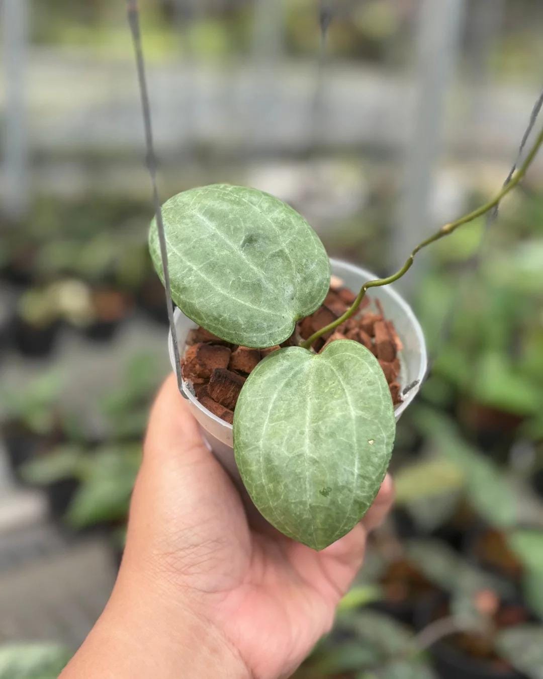 Hoya Latifolia Sarawak Silver Rare Plant - Etsy
