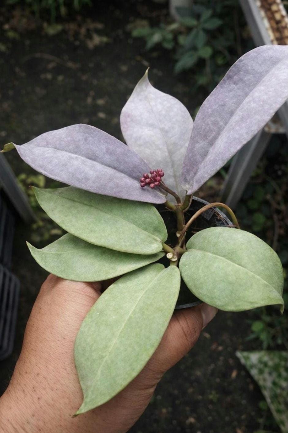 週末セール　レア　ホヤMitrata Silver サクララン訳あり Hoya mitrata - Etsy 日本