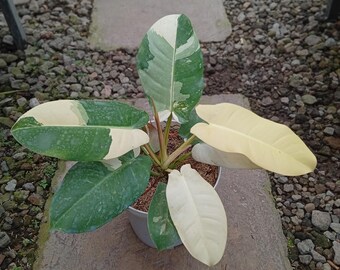 Foto real de Philodendron Red Imperial x Dragon Hot Beauty Variegado - Planta rara