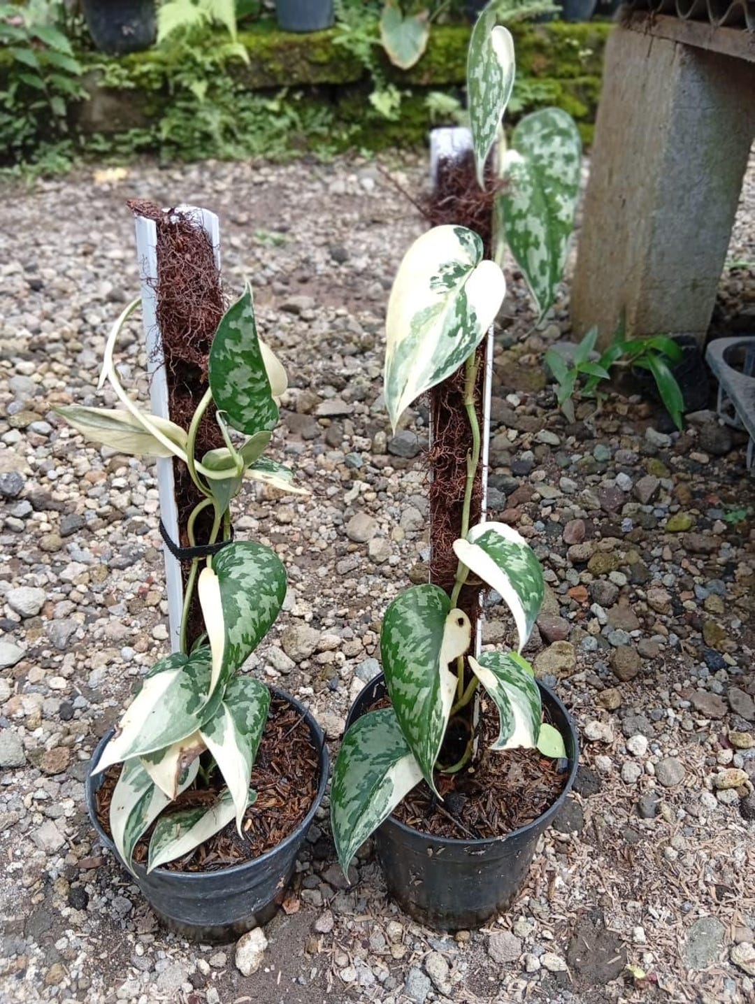 Scindapsus Variated Real Picture Scindapsus Mayari Variegated - Etsy