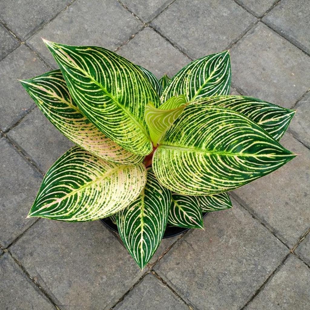 Aglaonema Golden Hope - Etsy