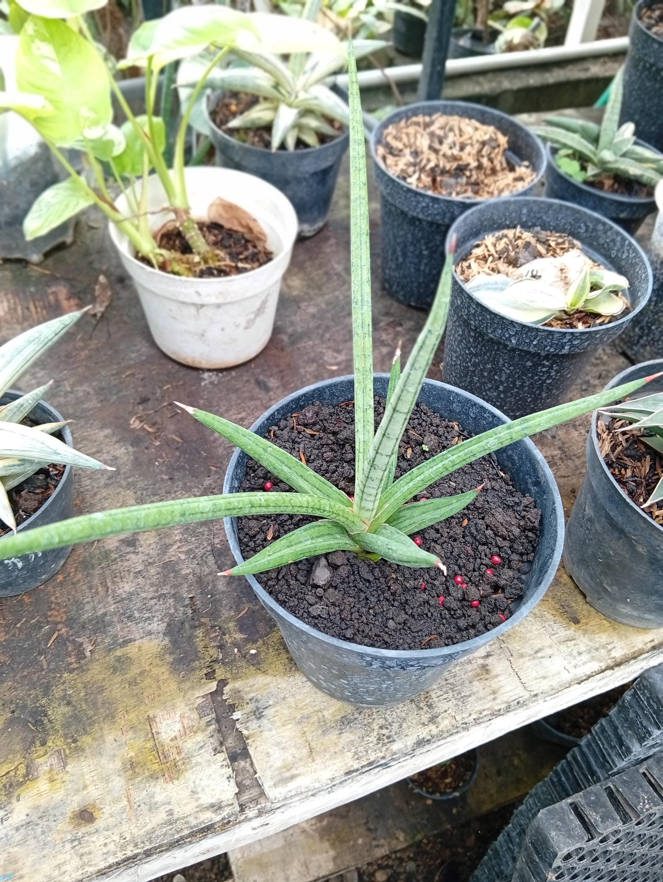 Dancing Dragon Sansevieria - Etsy