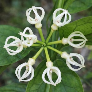 Hoya Sp Bengkulu - Etsy