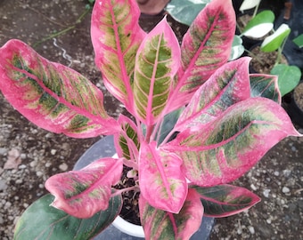 Aglaonema Khanza Pink Starter Plant (ALL STARTER PLANTS Require You to  Purchase 2 Plants!) - Etsy Israel