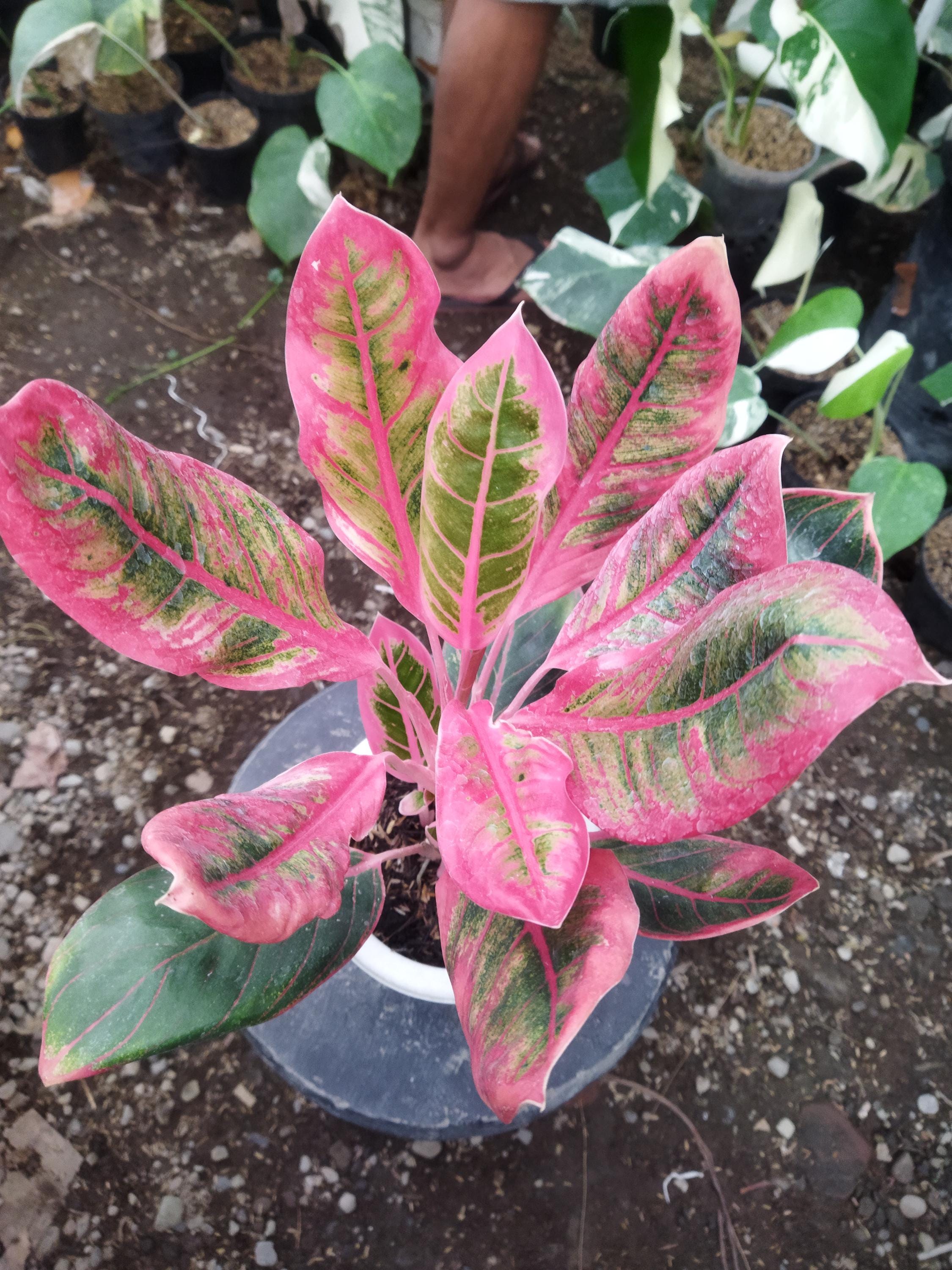 超希少❗️美株❗️アグラオネマ　カンザ✨ Aglaonema khanza - Etsy 日本