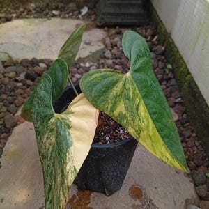 Op de afbeelding: Een potplant met grote, hartvormige bladeren. De bladeren vertonen een opvallend patroon van groene, gele en crèmekleurige bonte bladeren. De plant staat in een zwarte plastic pot, tegen een neutrale buitenachtergrond.