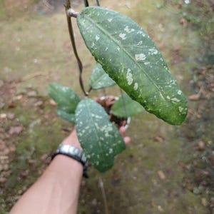 Puede incluir: Primer plano de una planta de Hoya con hojas verdes grandes salpicadas de blanco. La planta está en una maceta pequeña y la sostiene una persona. Las hojas son largas y ovaladas, con venas visibles.