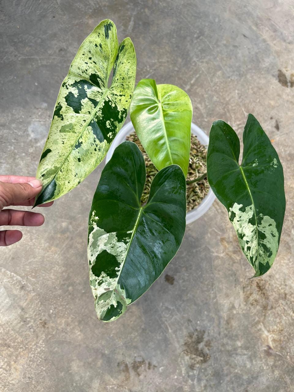 Ilsemanii Variegated - Etsy