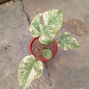 Puede incluir: Una planta de Monstera en maceta con hojas grandes y abigarradas en tonos verdes y crema. La planta está en una maceta de terracota llena de mantillo marrón, sobre una superficie de hormigón.