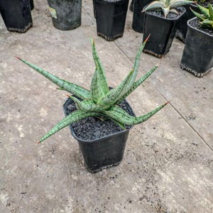 May include: A potted Sansevieria plant, also known as a snake plant, with long, pointed green leaves featuring lighter green stripes. The tips of the leaves have a reddish hue. The plant is in a black plastic pot, set on a concrete surface.