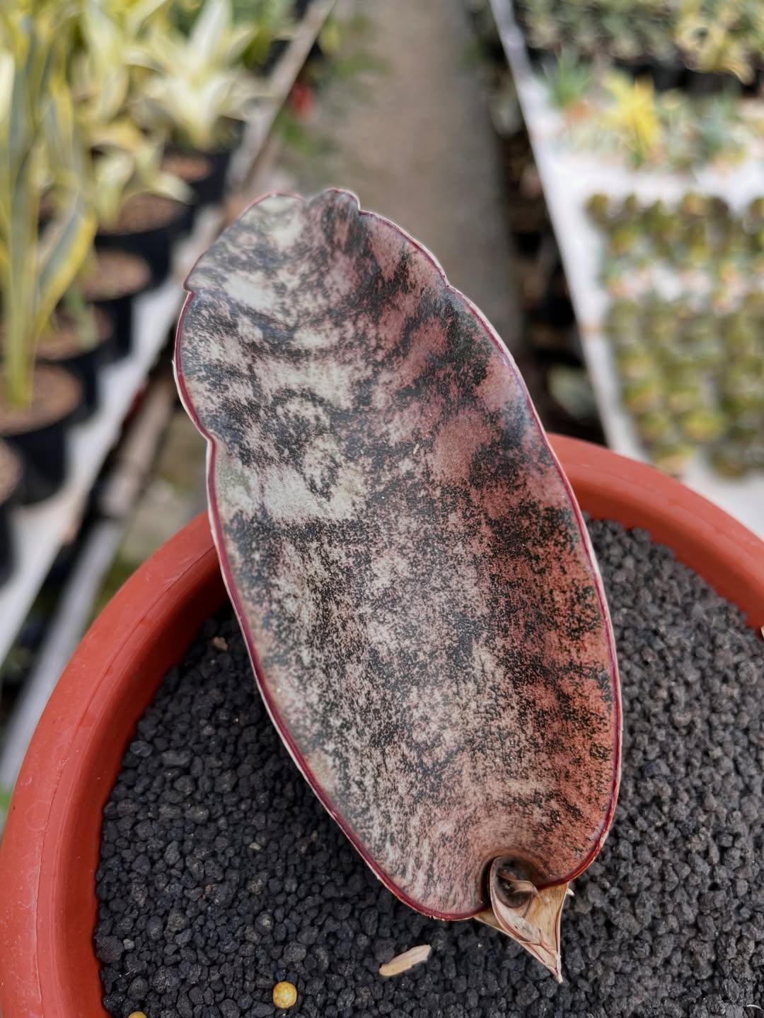 サンスベリア Sansevieria Mecufi Sansevieria Sp Mecufi Rare Uniqe Plant - Etsy