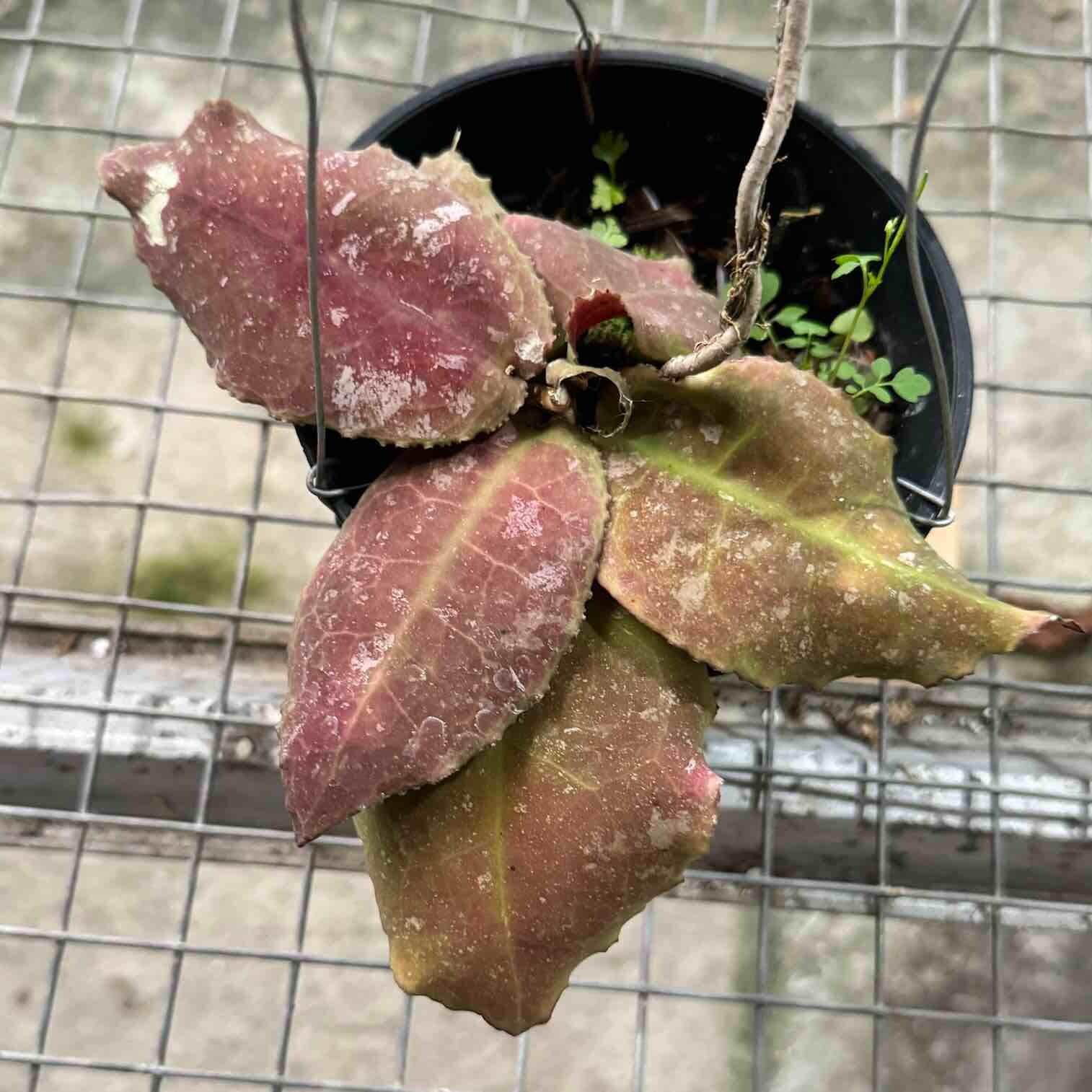 Hoya undulata - Etsy 日本