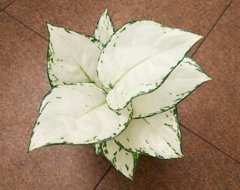 Aglaoneema Super White Mittlere Größe