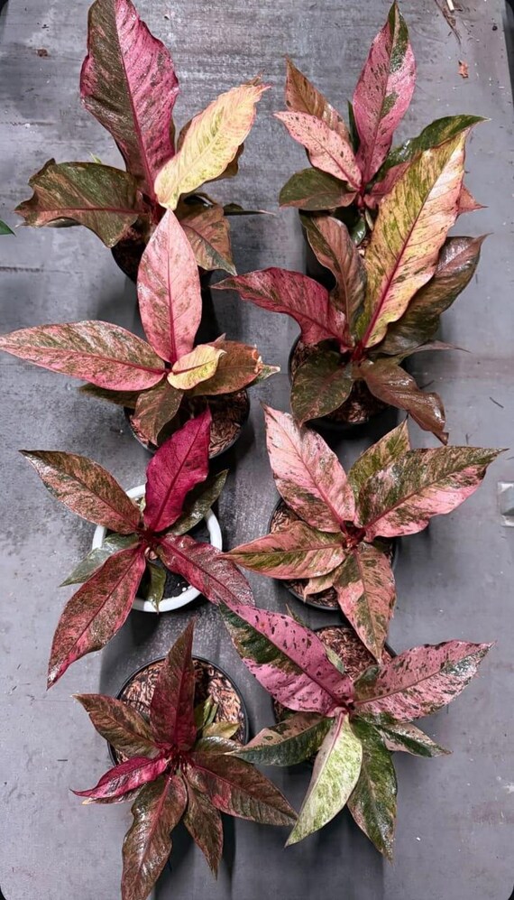 Anthurium Hookeri Pink Variegated Rare Plant - Etsy