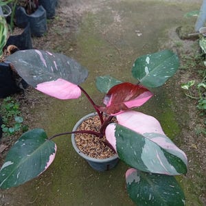 May include: A Pink Princess Philodendron plant in a pot. The plant has large, heart-shaped leaves with a striking mix of dark green, pink, and white variegation. The plant is in a grey pot filled with soil and mulch.