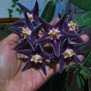 Hoya Stenakei - Etsy