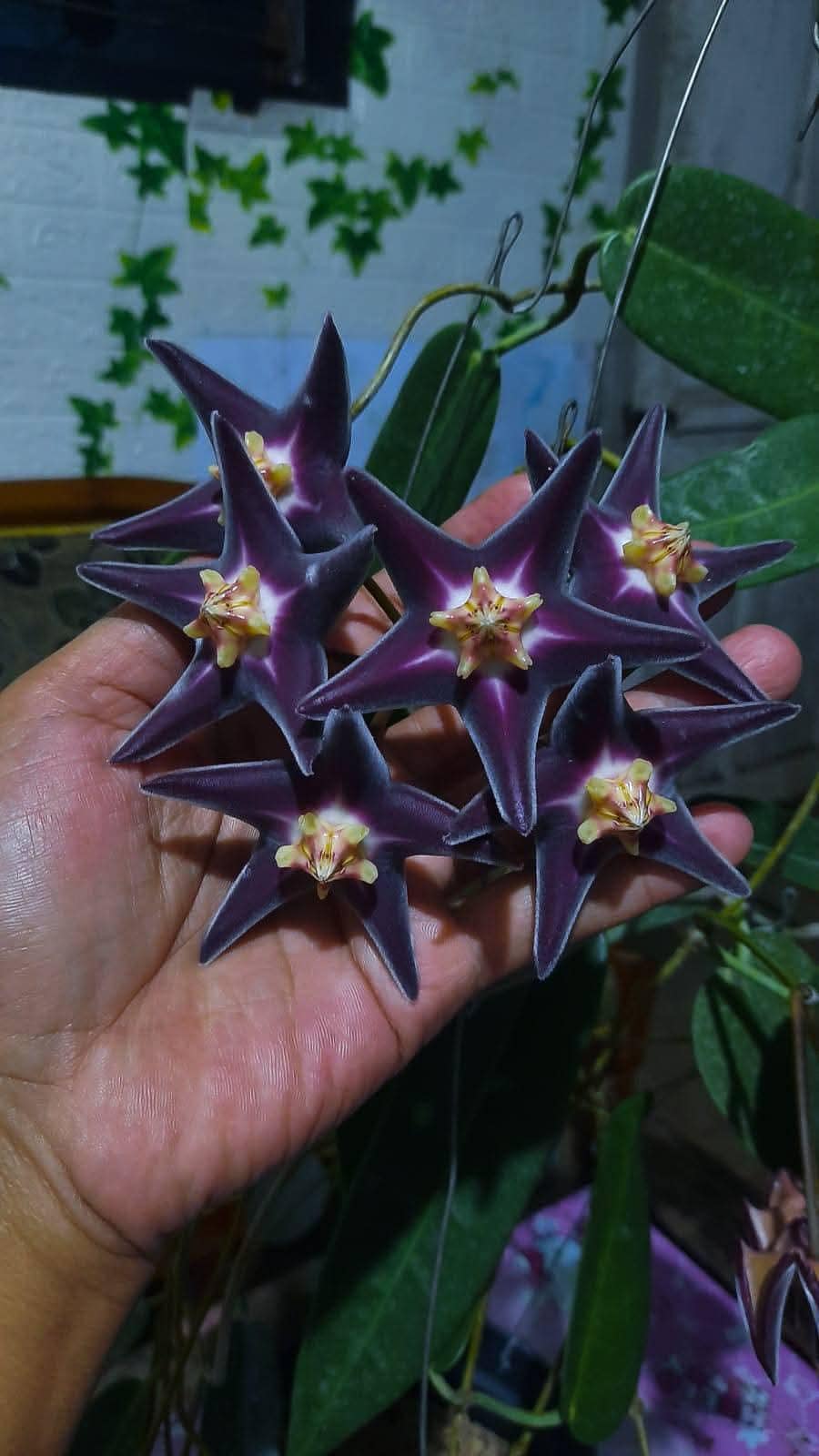 Hoya finlaysonii plant - Etsy 日本