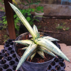 Puede incluir: Una planta de Sansevieria en maceta con hojas largas y puntiagudas. Las hojas son una mezcla de verde, blanco y amarillo, con puntas rojizas. La planta est&aacute; en una maceta de pl&aacute;stico negro sobre una bandeja negra, con un fondo borroso de vegetaci&oacute;n.