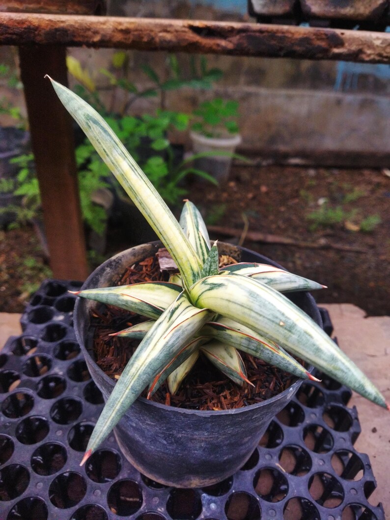 Puede incluir: Una planta de Sansevieria en maceta con hojas largas y puntiagudas. Las hojas son una mezcla de verde, blanco y amarillo, con puntas rojizas. La planta est&aacute; en una maceta de pl&aacute;stico negro sobre una bandeja negra, con un fondo borroso de vegetaci&oacute;n.