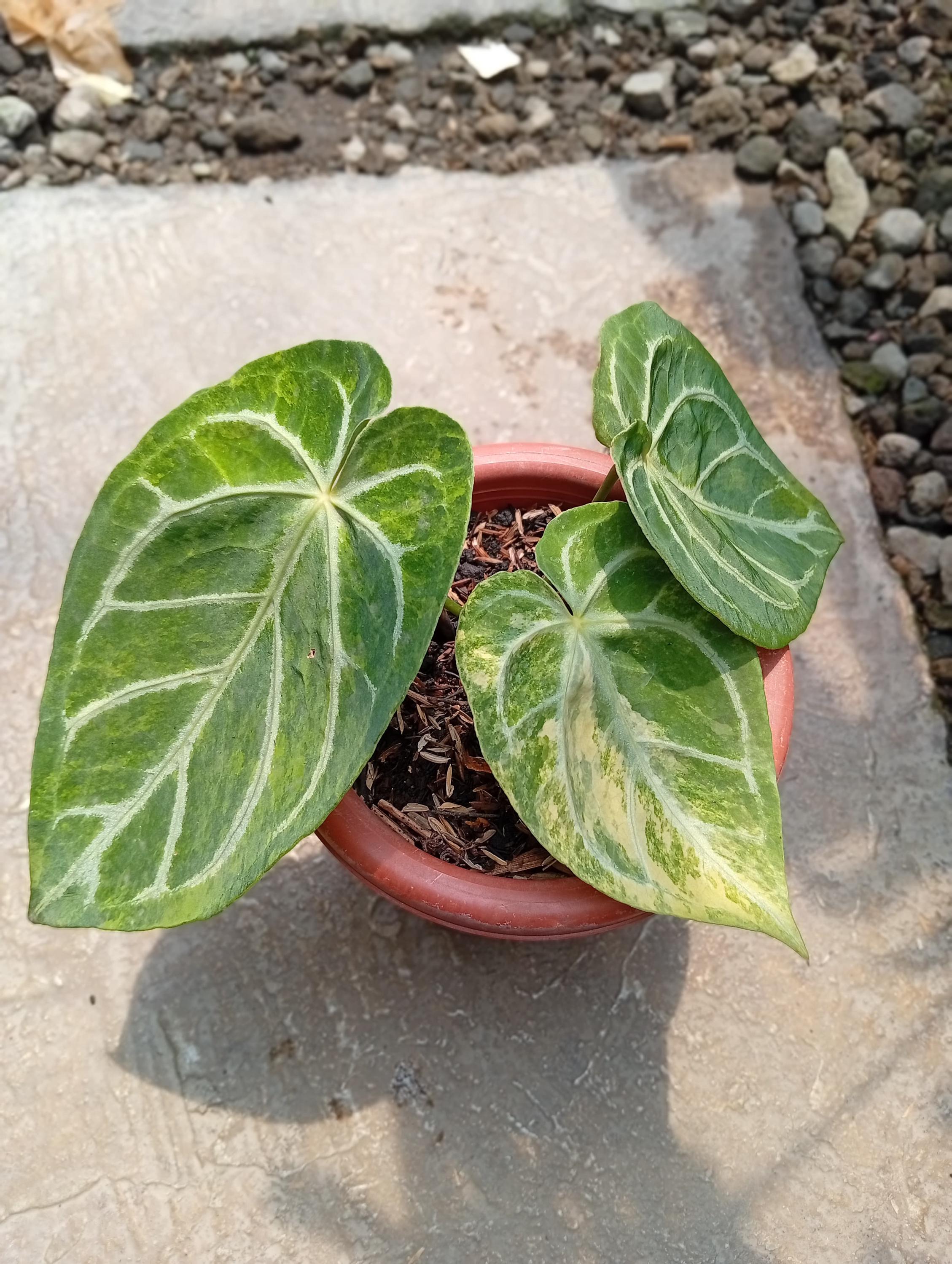 Anthurium Magnificum X Silver Blush - Etsy