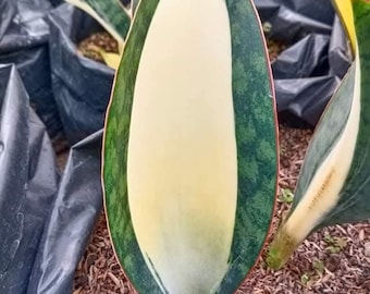 sansevieria white snake Sansevieria Himalayan White | Low Light Plants & Easy Care Houseplants for  Delivery
