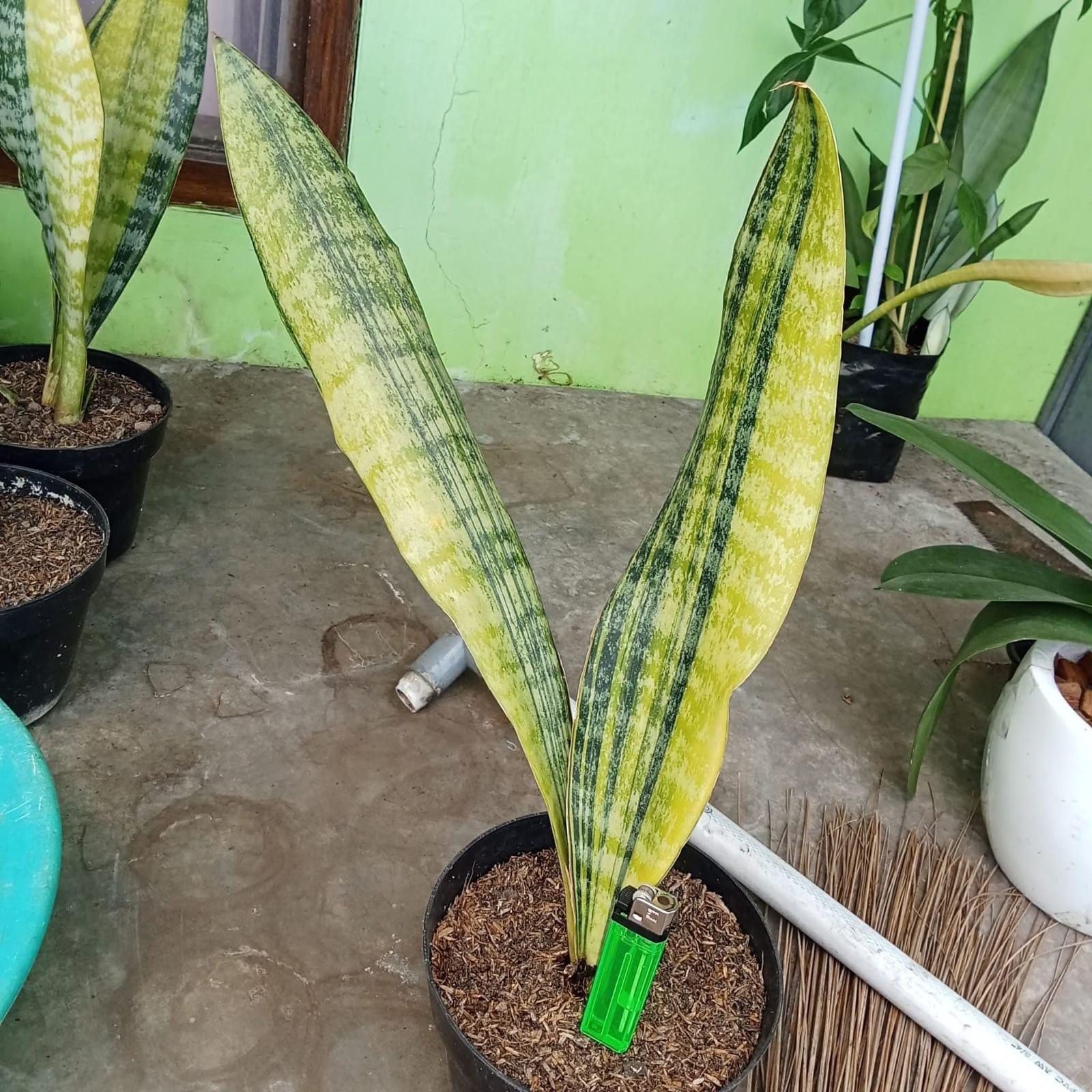 are snake plants edible Sansevieria Hahnii Tiger Star main image 1