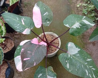 Imagen real de Philodendron Pink Princess Galaxy Abigarrado de 7 hojas