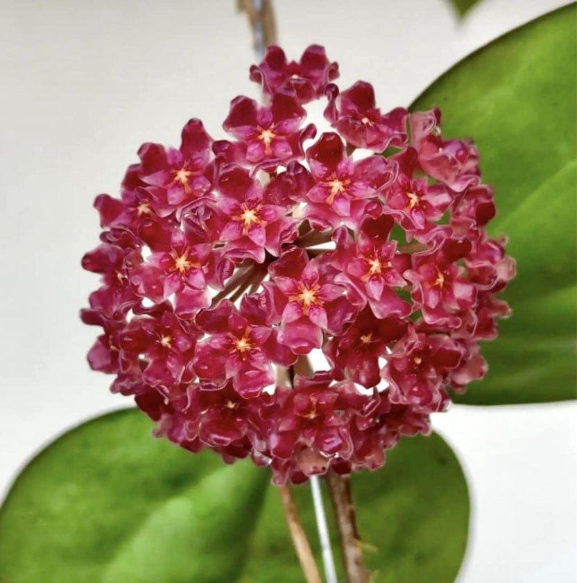 その他観葉植物 Hoya Glabra Alex Rare Hoya Glabra 'Alex' for Sale | 1