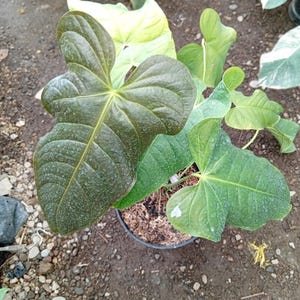 anthurium red winner 4