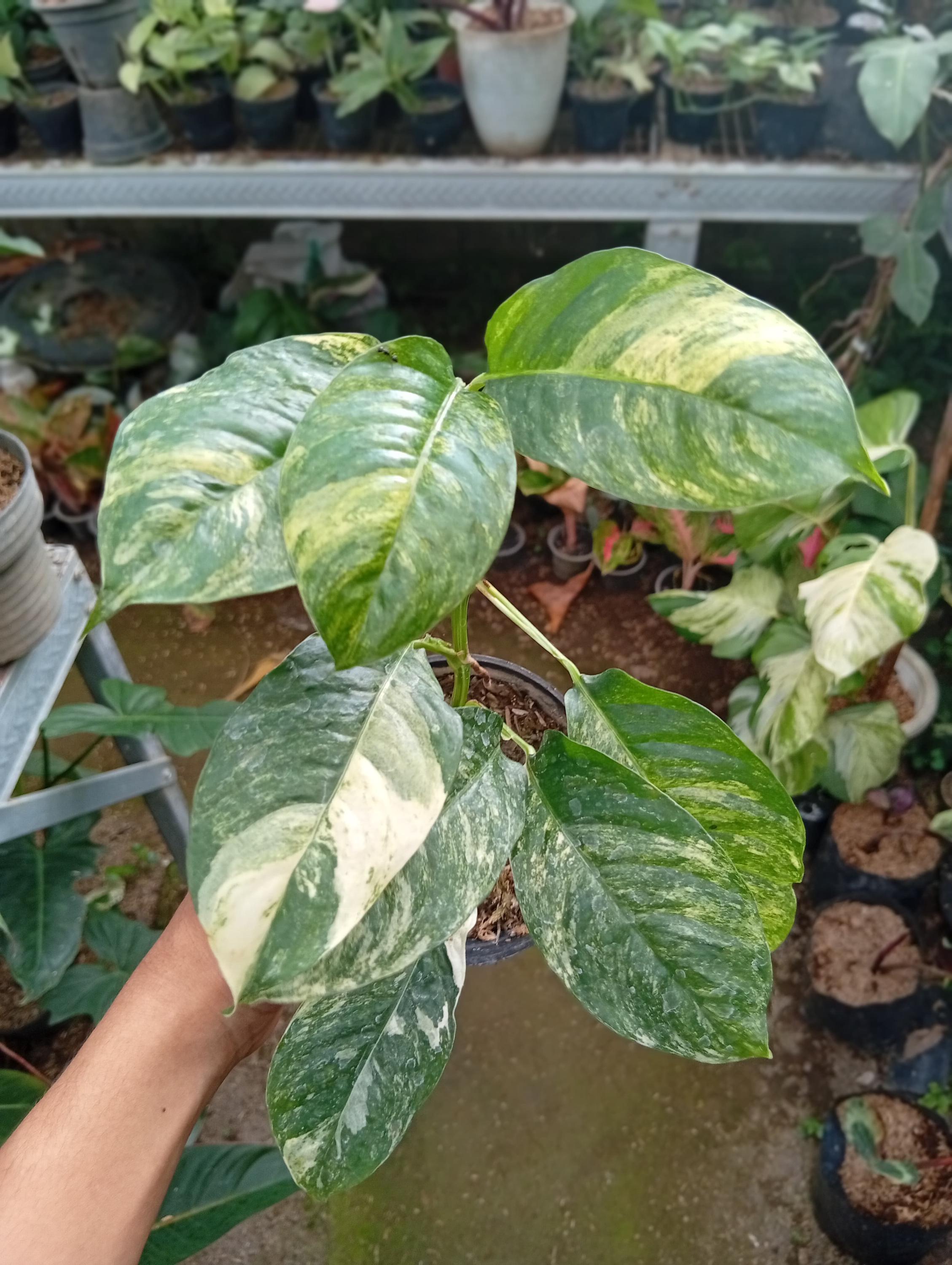 Rhaphidophora puberula variegated - Etsy 日本