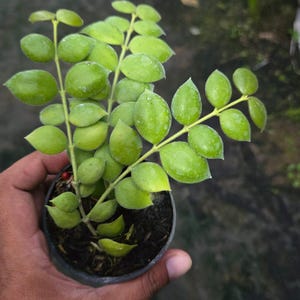 Hoya Aeschynanthoides - Etsy