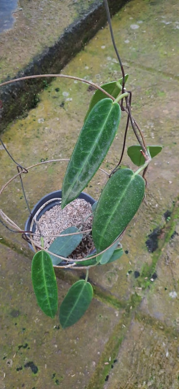Hoya Stenakei Dark Sp Papua Lush Leaves - Etsy
