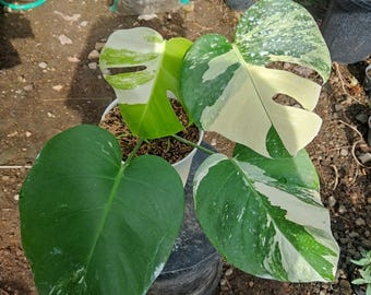 モンステラ ホワイトタイガー 斑入り希少植物 - Etsy 日本