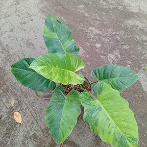 May include: A potted plant with large, heart-shaped leaves. The leaves are a mix of dark green and bright green with yellow variegation. The plant is set against a gray, textured background.