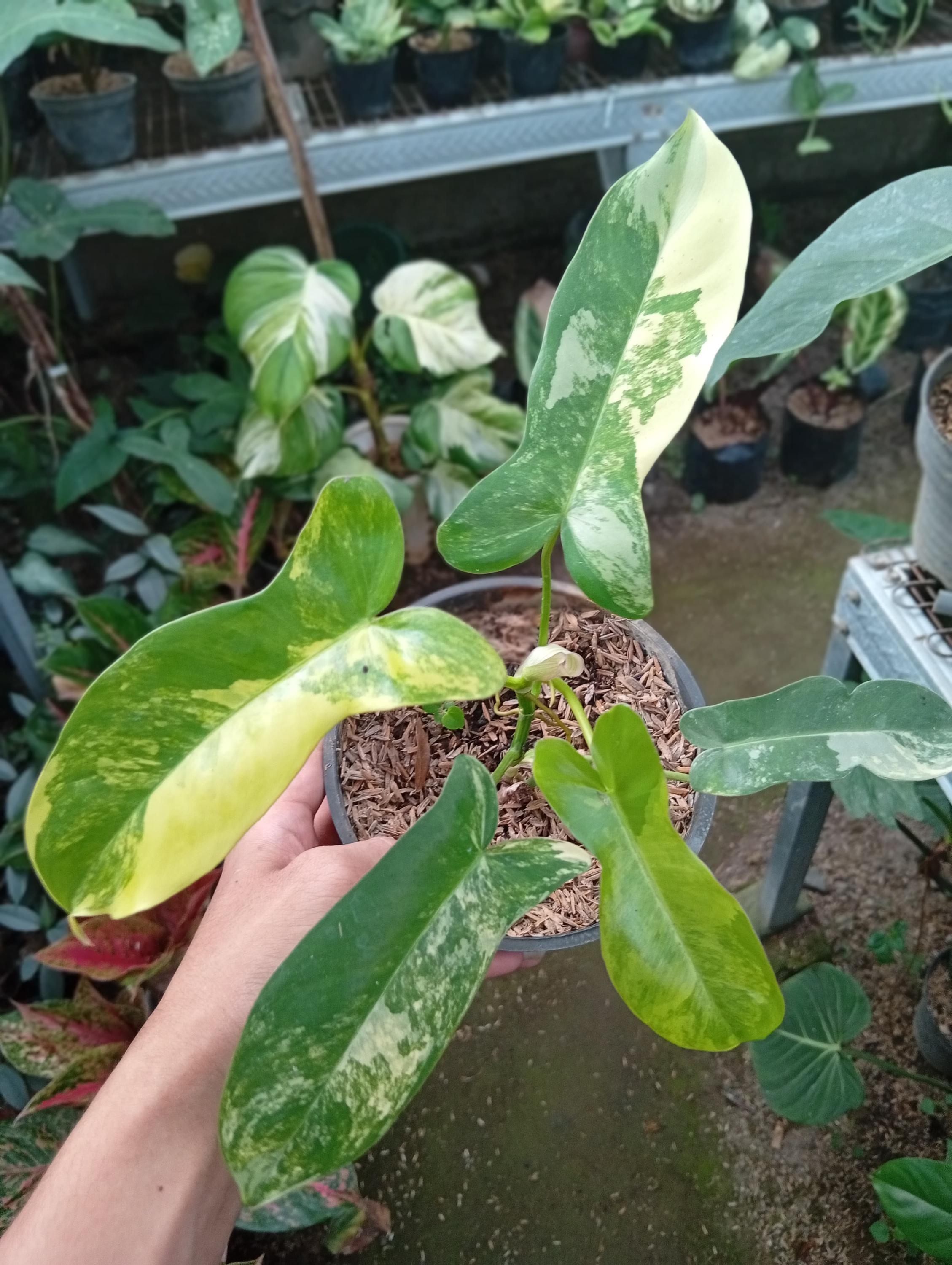 Philodendron Paraiso Verde Variegated - Etsy Finland